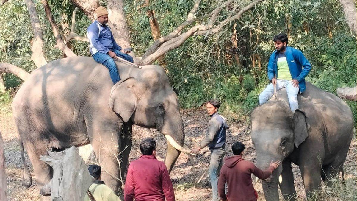 प्राइम वीडियो ने लापता हाथियों को लेकर लोगों में जगाई जागरूकता